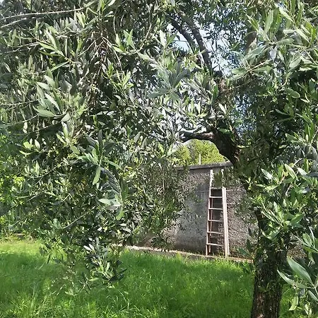Oda ve Kahvaltı Il Platano Di Giulio Carrara