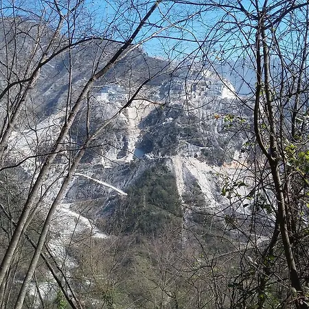 Il Platano Di Giulio * Carrara