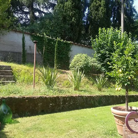 Il Platano Di Giulio Carrara